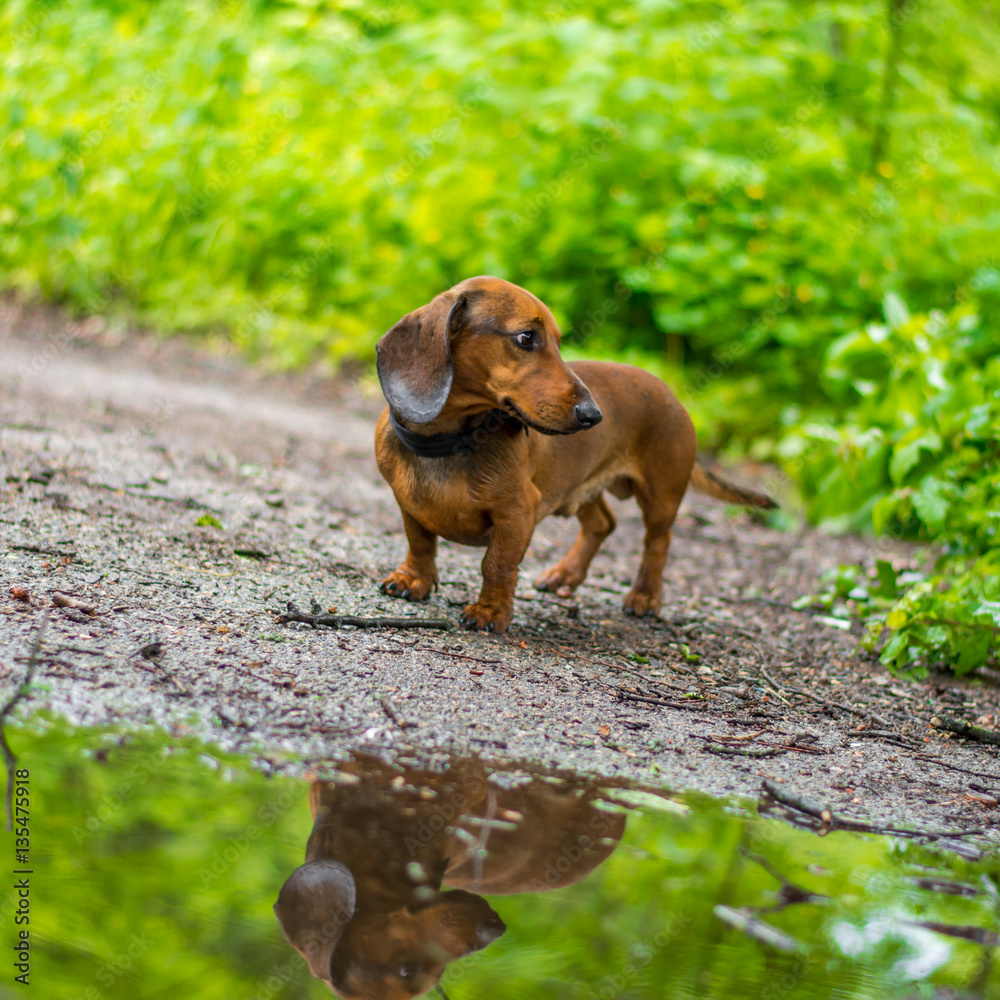 the dachshund looks for the owner