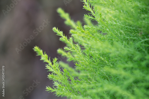 Soft focus of close up Goldcrest Cypress