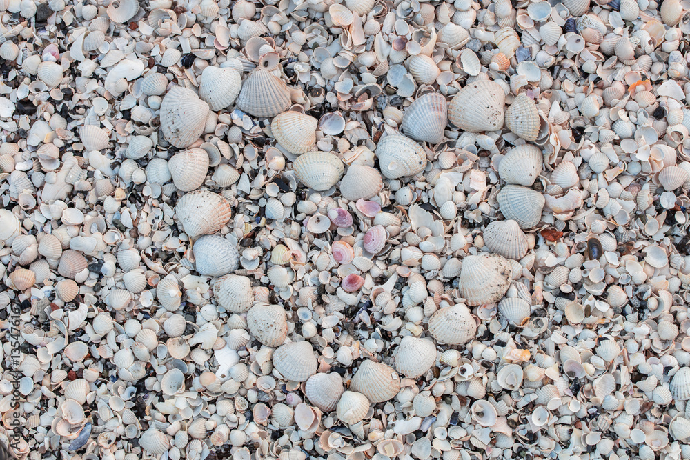 muschelherz muschelherz