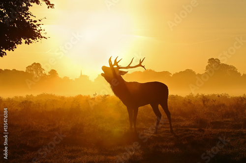 Red deer silhouettes. © Colin