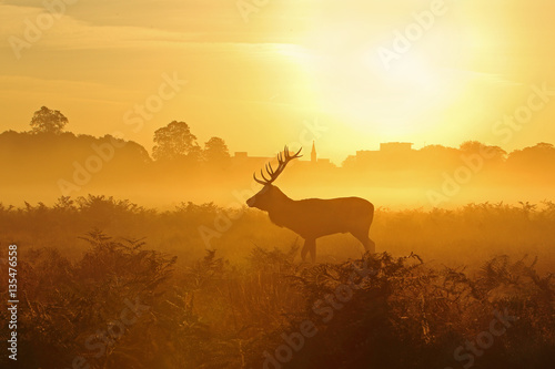 Red deer silhouettes.