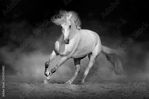 Horse in motion in desert against dramatic dark background. Black and white picture