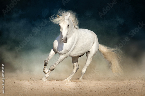 Fototapeta Naklejka Na Ścianę i Meble -  White horse run forward in dust on dark background