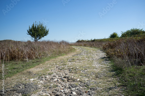 Baum, Landschaft, Albanien