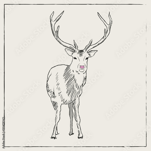 Wild Stag hand drawn with frame © Rooky