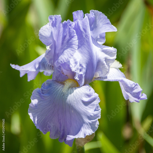 Iris barbata elatior 'Babbling Brook' photo