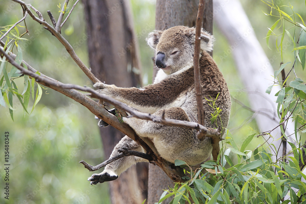Fototapeta premium Koala in a tree
