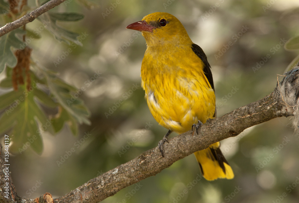 Female of Golden oriole. Oriolus oriolus