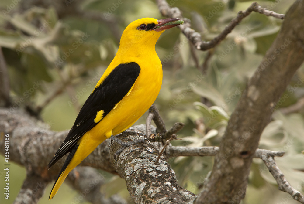 Male of Golden oriole. Oriolus oriolus Male of Golden oriole. Oriolus oriolus