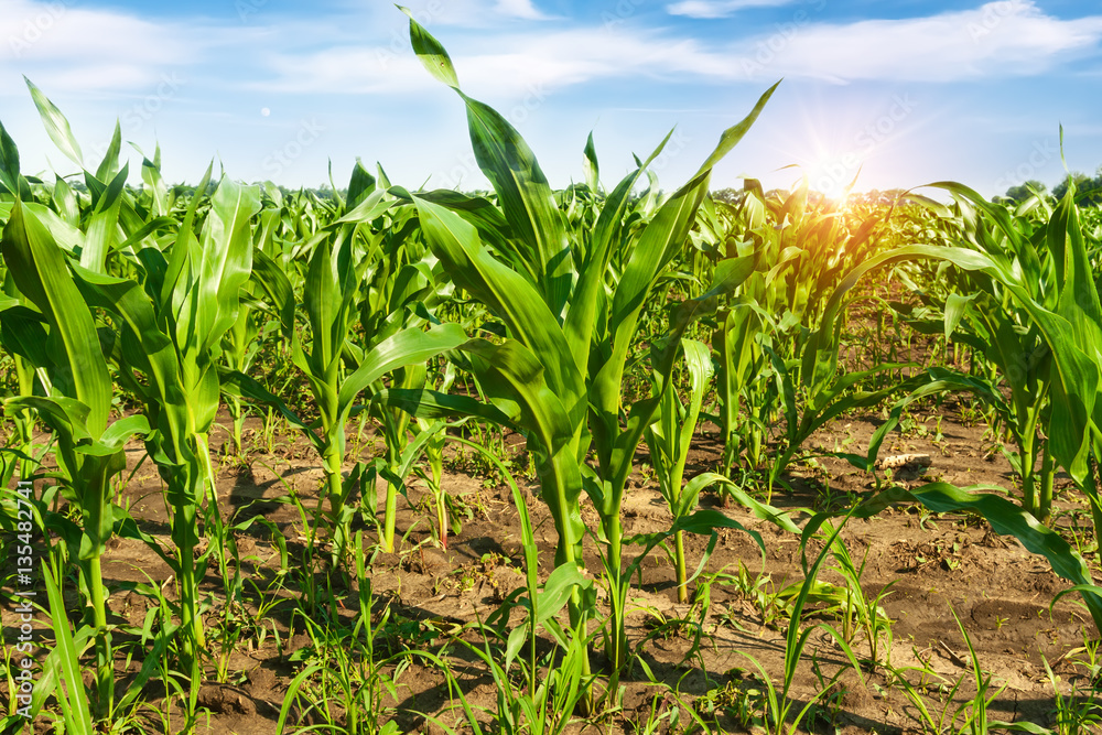 Fototapeta premium Rural field in summer.Green corn field.