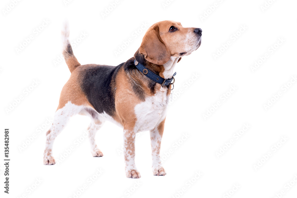Big beagle isolated