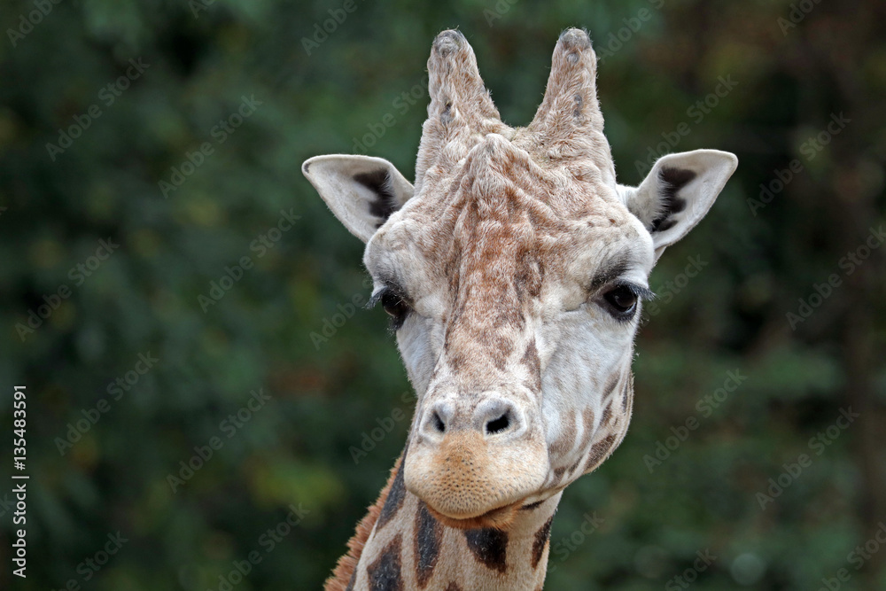 Fototapeta premium Giraffe