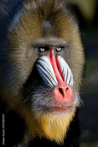 Fototapeta Mandrill