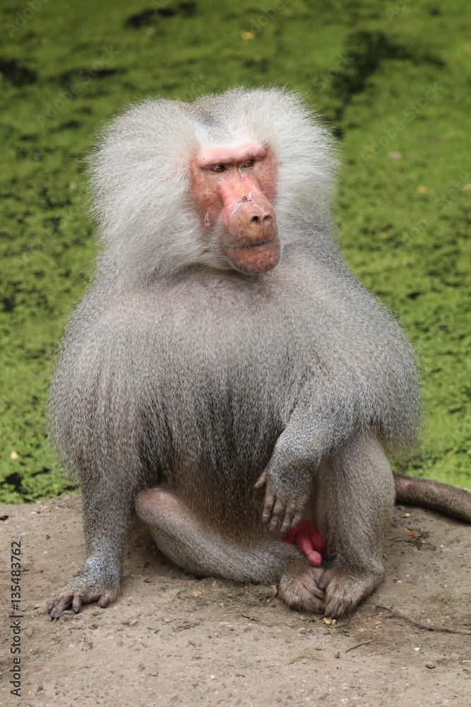 Fototapeta premium Baboon