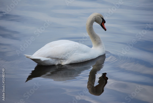 swan at lake