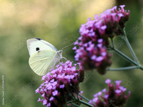 White butterfly