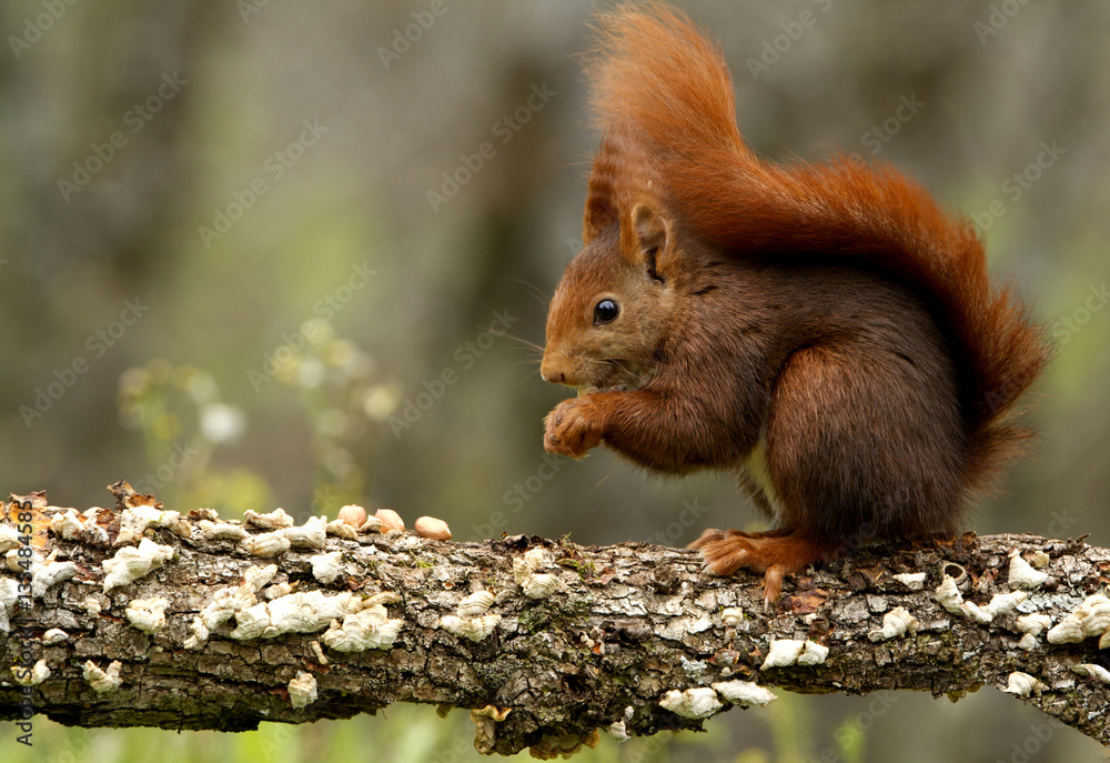 Fototapeta premium Red Squirrel. Sciurus vulgaris