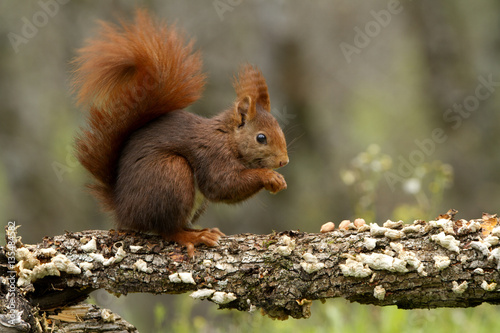 Red Squirrel. Sciurus vulgaris
