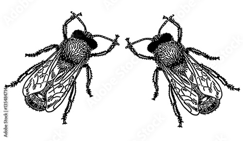 collage fly