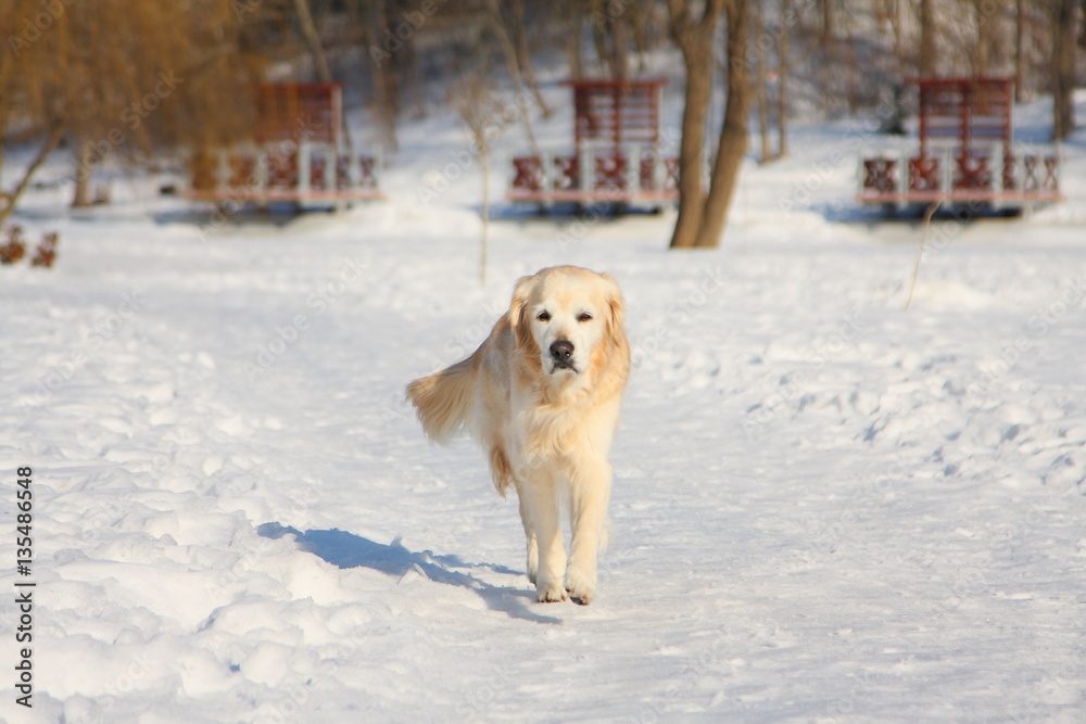 A beautiful, cute and cuddly golden retriever dog walking in a park on a sunny winter day