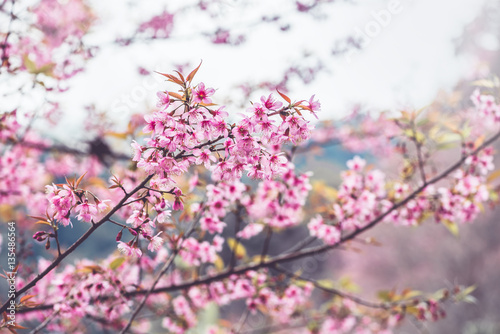 background nature Flower Valentine Prunus cerasoides