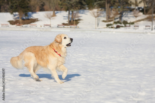 Fototapeta Naklejka Na Ścianę i Meble -  A beautiful, cute and cuddly golden retriever dog walking in a park on a sunny winter day