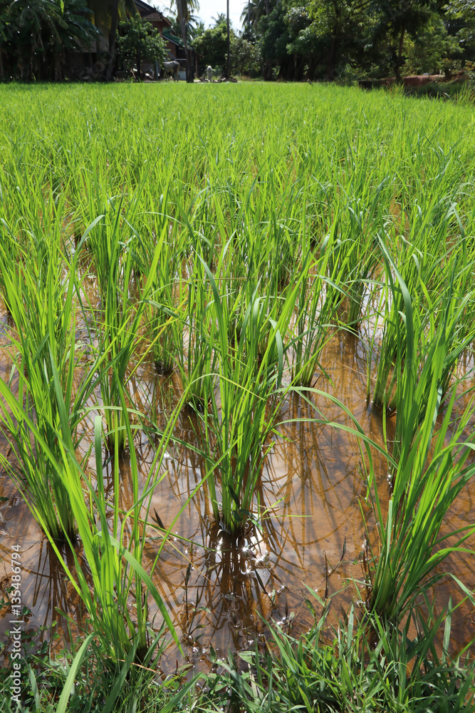 Fototapeta premium Rice growing