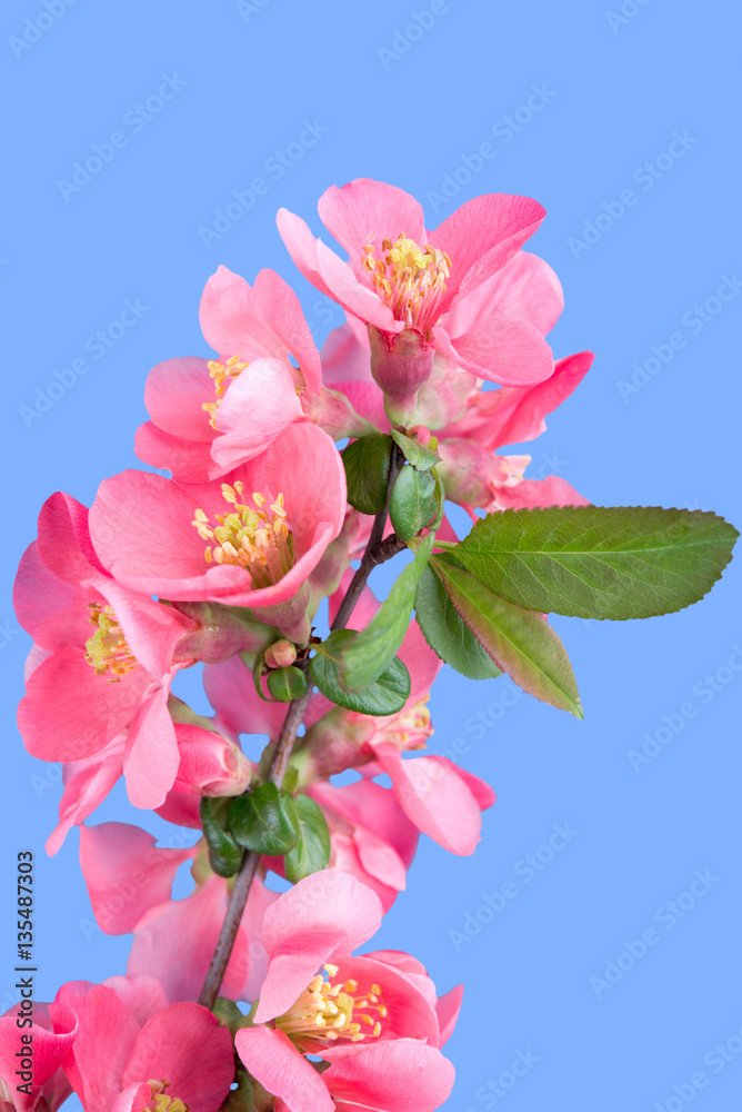 Obraz premium blooming branch of cherry