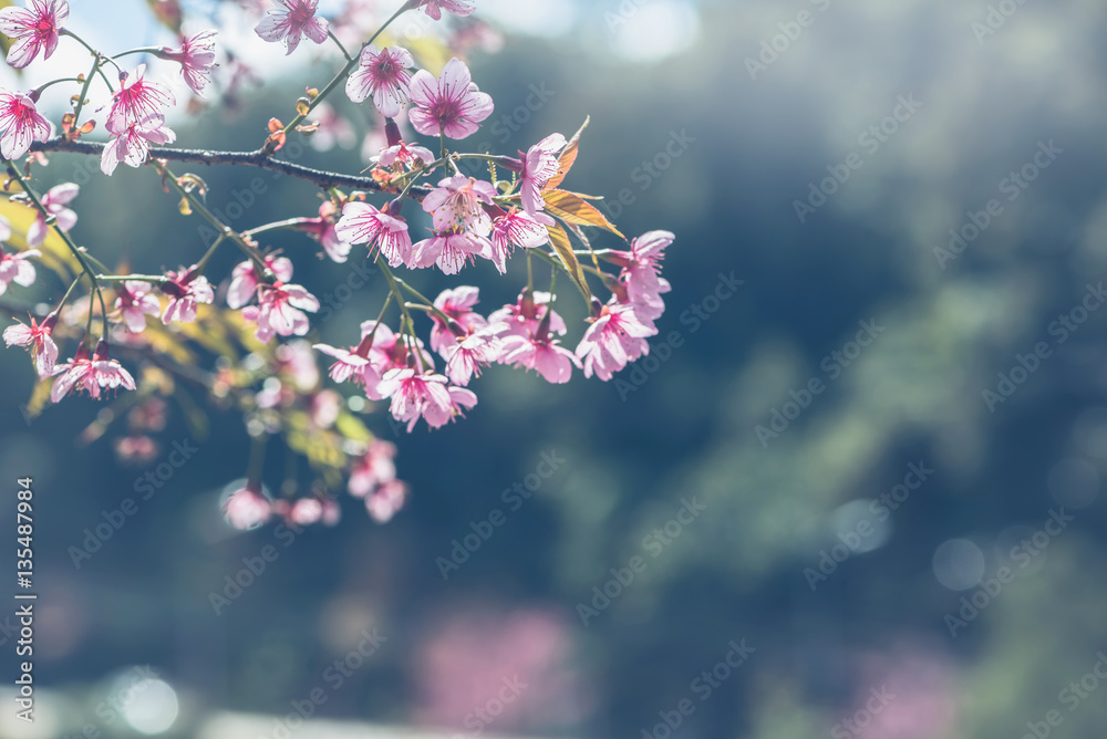 background nature Flower Valentine Prunus cerasoides background nature Flower Valentine Prunus cerasoides