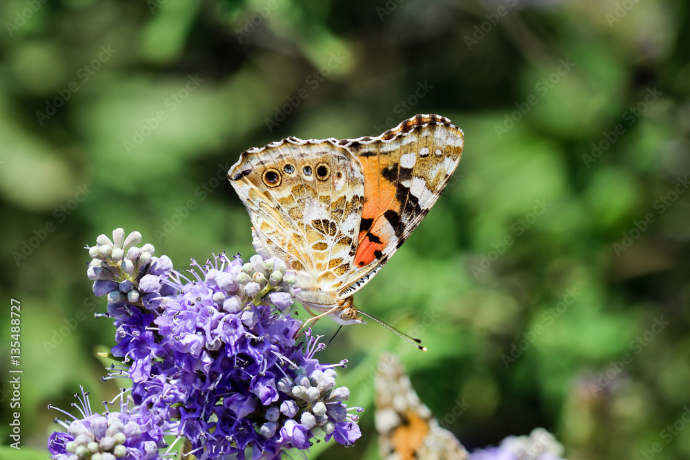 Diestelfalter auf Schmetterlingsflieder Blüten, Sommer, Natur Diestelfalter auf Schmetterlingsflieder Blüten, Sommer, Natur