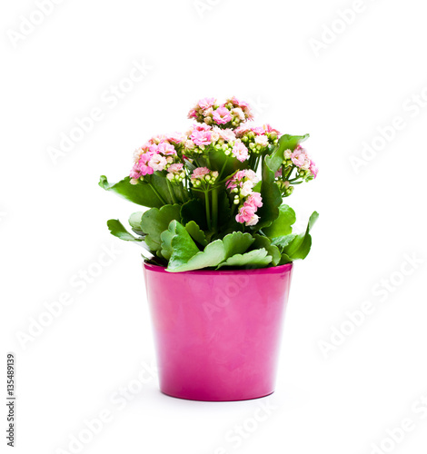 Flaming  Katy plant in pot isolated on white background