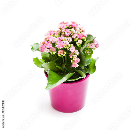 Flaming Katy plant in pot isolated on white background