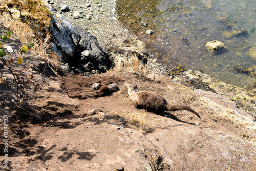 Tableau sur toile maman loutre et ses petits prennent le soleil après le bain
