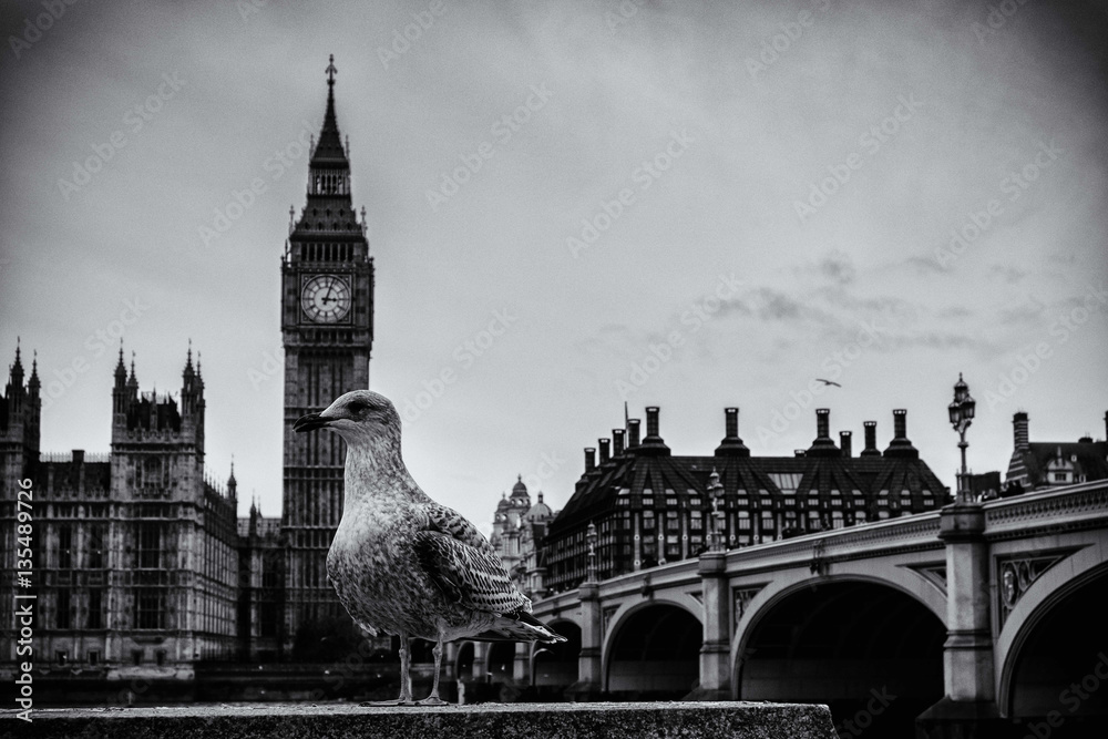 A pigeon and the house of parliament, westminster, london A pigeon and the house of parliament, westminster, london