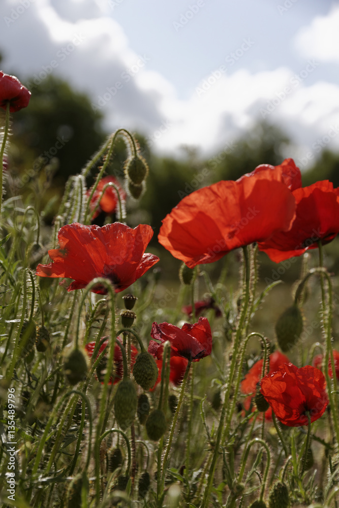 Fototapeta premium Poppies