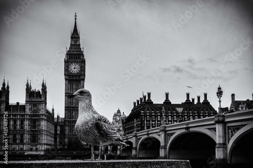 A pigeon and the house of parliament, westminster, london