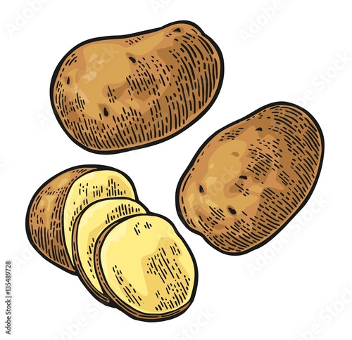 Potato whole and slice. Vector engraving vintage