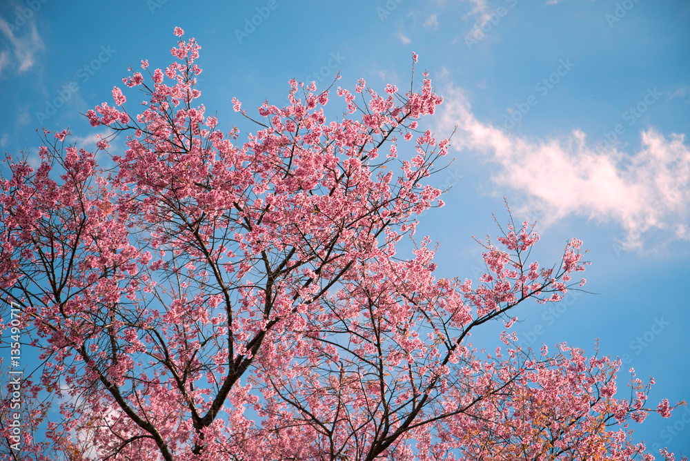 background nature Flower Valentine Prunus cerasoides background nature Flower Valentine Prunus cerasoides