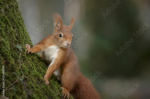 Red squirrel on a tree trunk © Natureimmortal