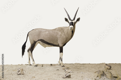 Oryx sobre fondo blanco