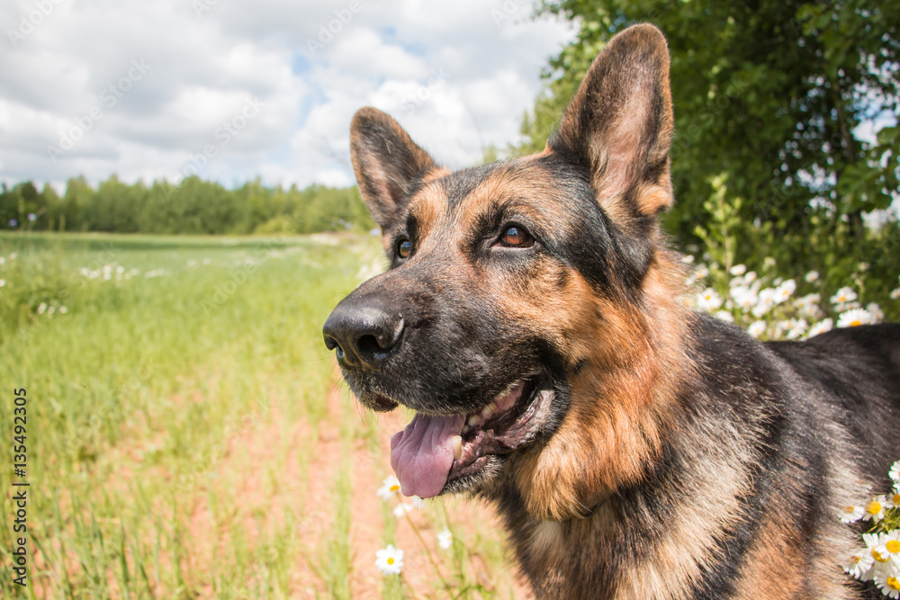 Dog german shepherd and grass around in a summer Dog german shepherd and grass around in a summer