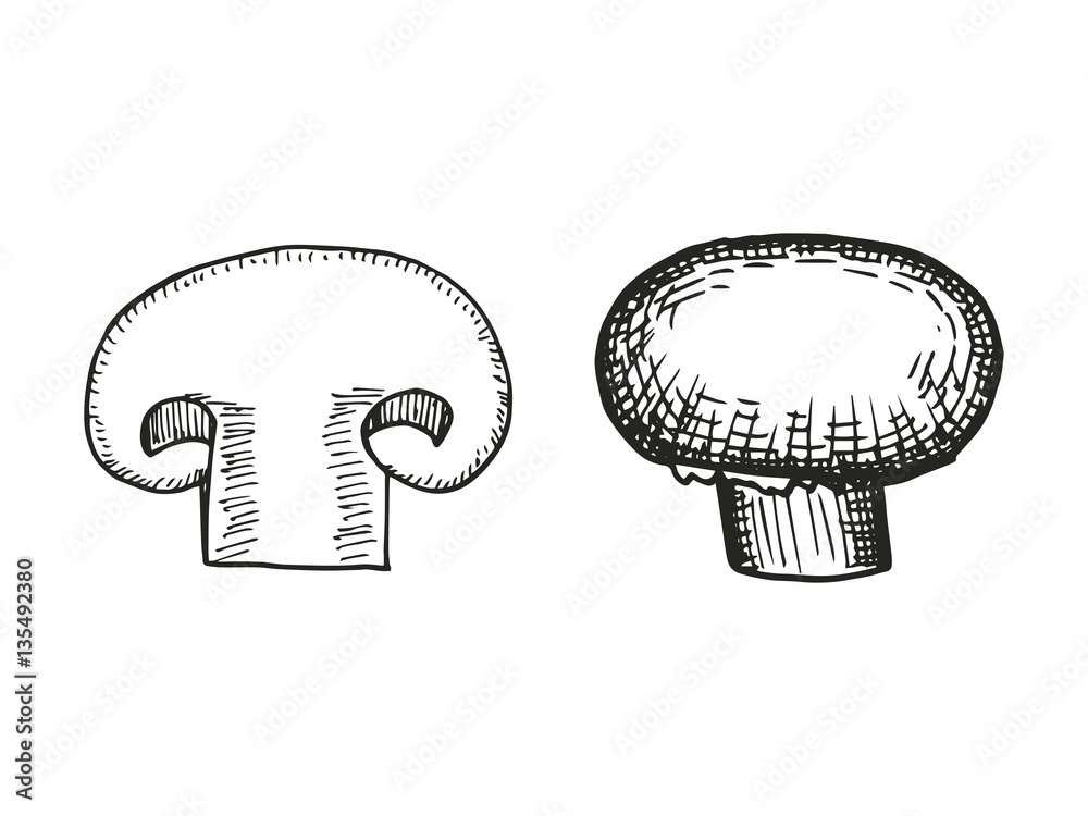 champignon mushroom sketch. vector illustration champignon mushroom sketch. vector illustration