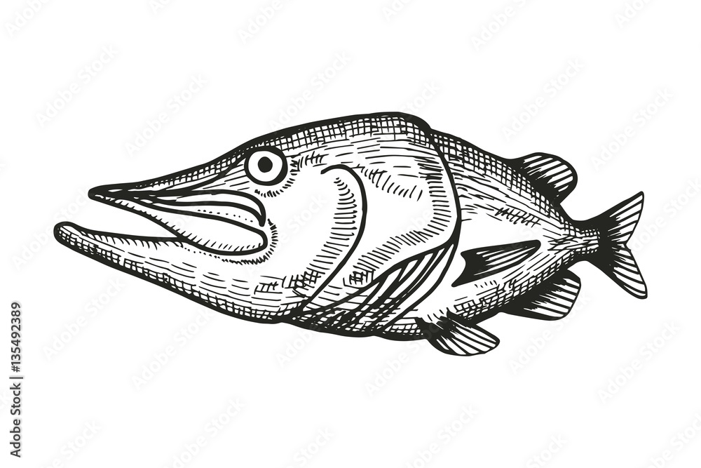 Fototapeta premium fish pike cartoon sketch. vector illustration