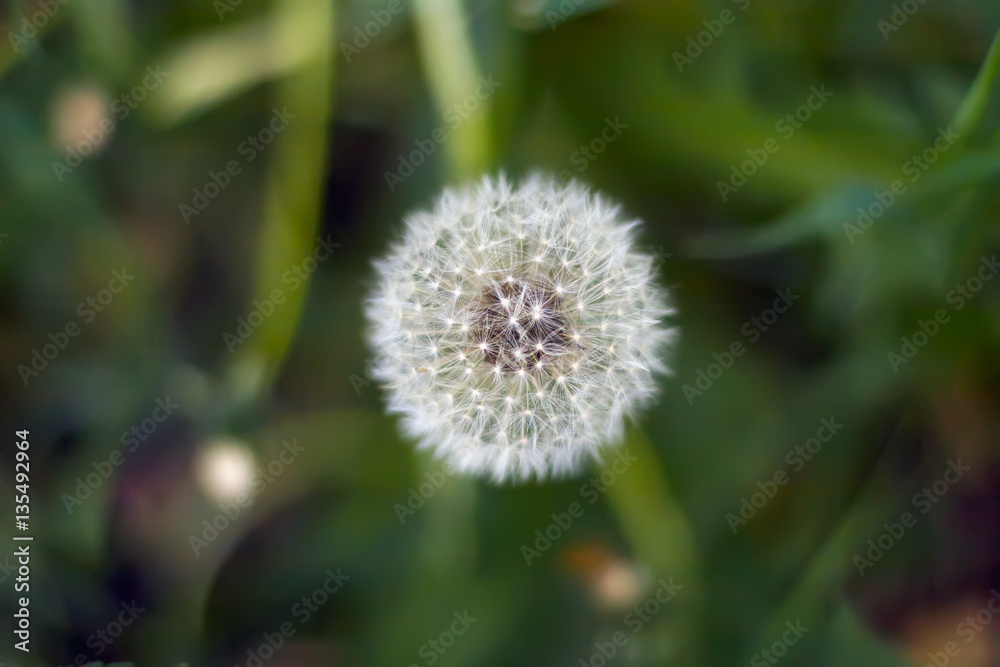White dandelion in a field among green grass. View from above. White dandelion in a field among green grass. View from above.