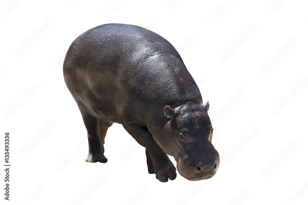 Hippopotamus (Hippopotamus amphibius), it is isolated on a white background Hippopotamus (Hippopotamus amphibius), it is isolated on a white background