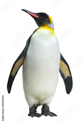 Canvastavla Emperor penguin