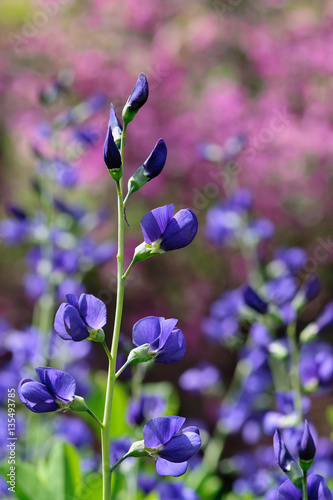 Fototapeta Naklejka Na Ścianę i Meble -  Blue false indigo – Baptisia australis, an herbaceous perennial native to the prairies of North America
