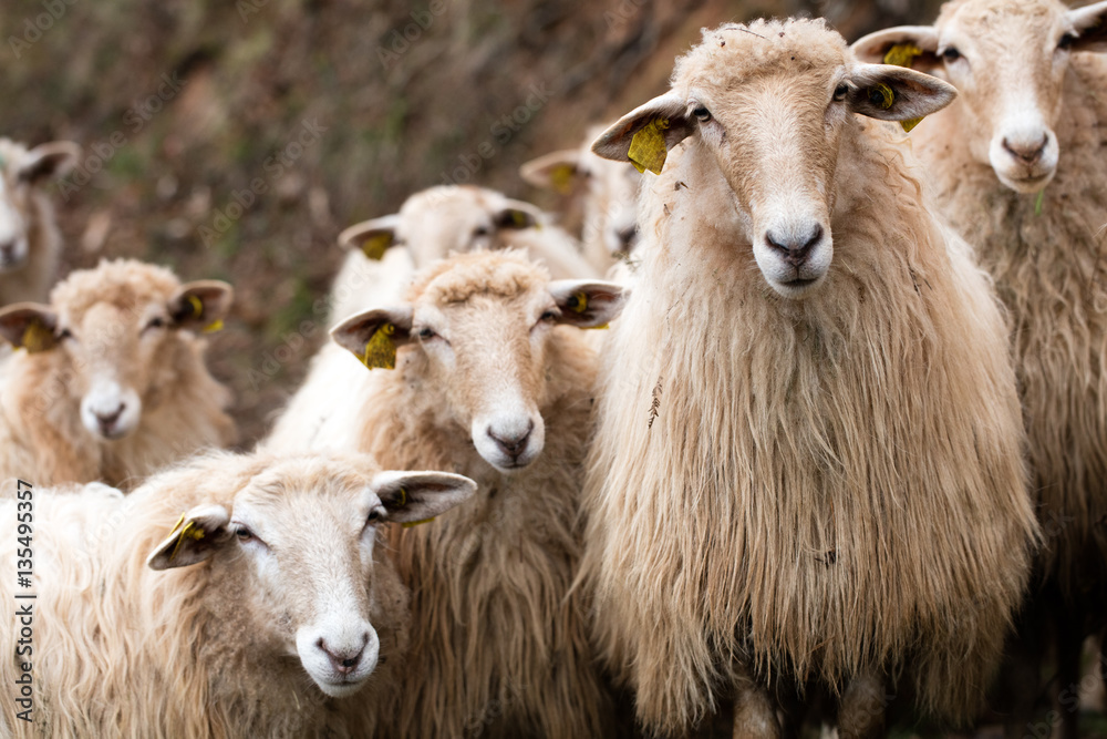 Fototapeta premium herd of calm long wool hair sheep looking at camera