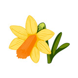 Vintage daffodil flower vector illustration.