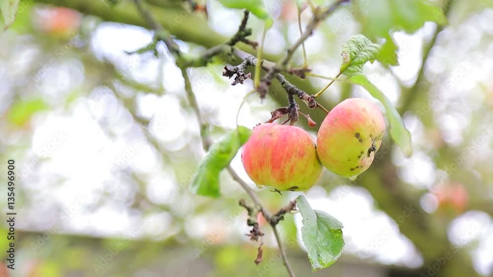 Two apples hanging on a tree Two apples hanging on a tree